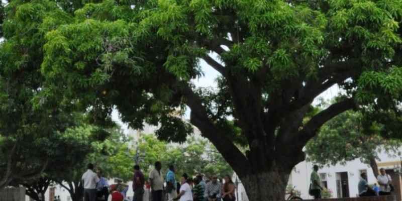 80 años después el palo de mango está en la plaza igual